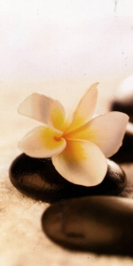 PlumeriaSteine